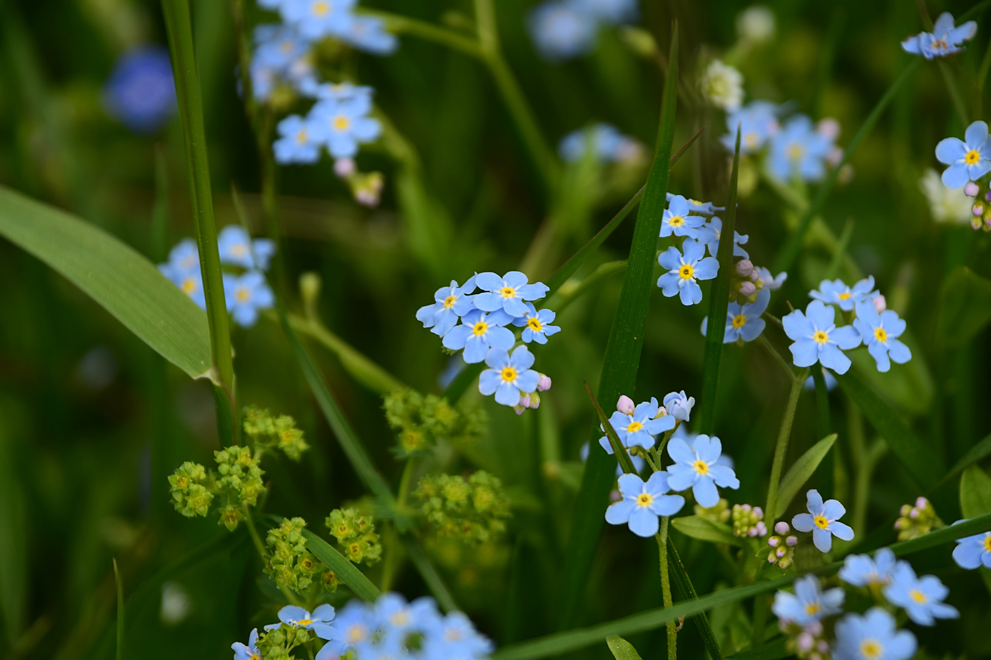 flower; nature; spring; flowers; plant; green; garden; blue; summer; grass; purple; bloom; pink; blossom; field; white; flora; wild; meadow; beautiful; blooming; natural; beauty; petal; macro;